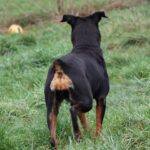 Daisy, photo 3 sur 6