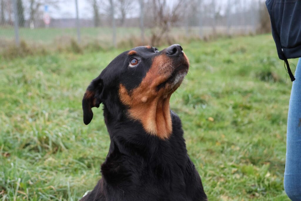 Daisy, photo 1 sur 6