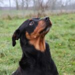 Daisy, photo 1 sur 6