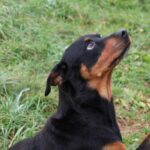 Daisy, photo 2 sur 6