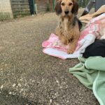 Mops, photo 4 sur 11