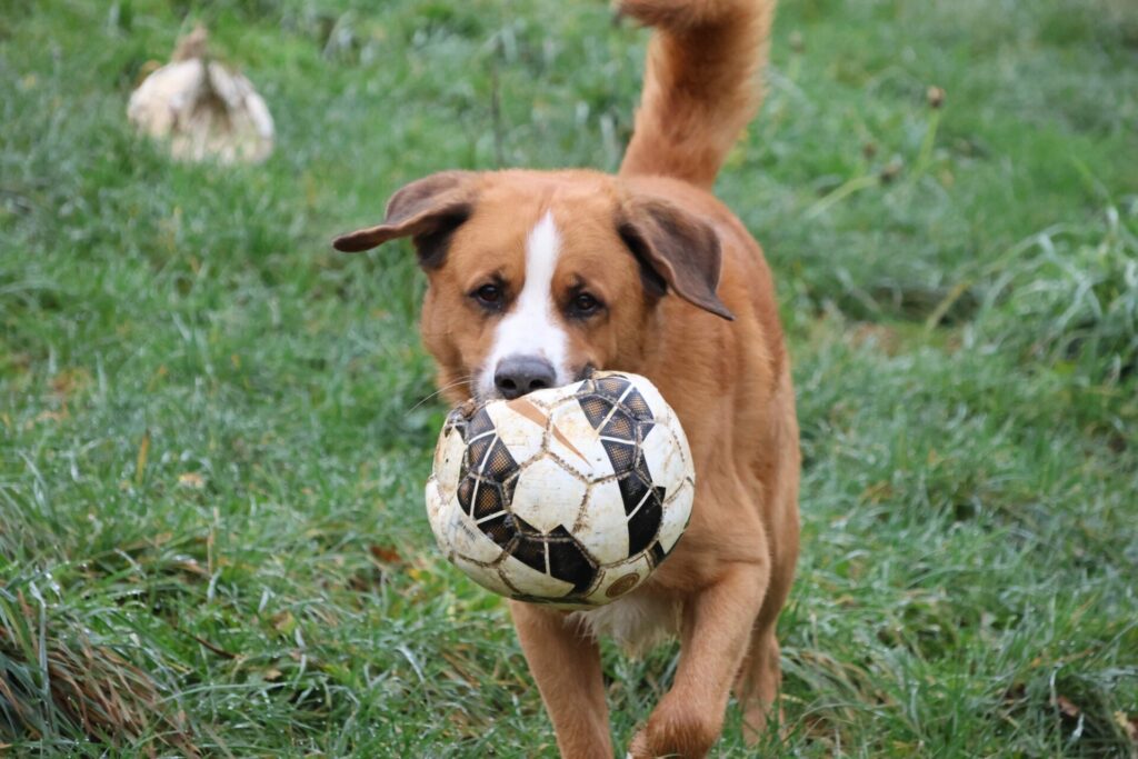 Luigi, photo 1 sur 5