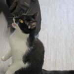 Akira, photo 4 sur 5