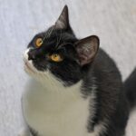 Akira, photo 1 sur 5