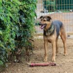 Benji, photo 2 sur 8