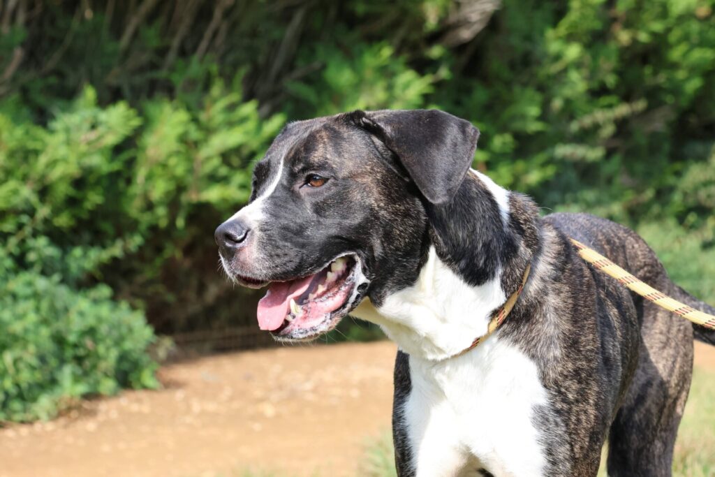 Nala, photo 1 sur 8
