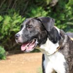 Nala, photo 1 sur 8