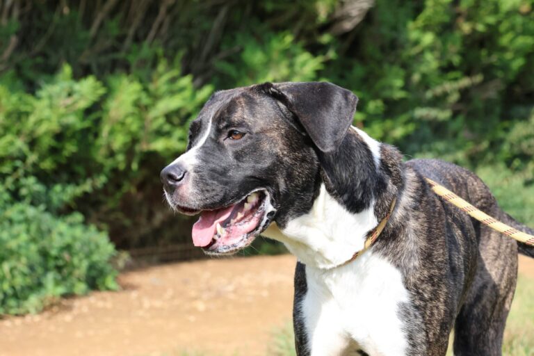Nala