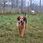 Mops, photo 10 sur 11