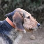 Mops, photo 5 sur 11