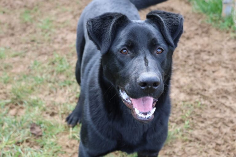 Mowgli