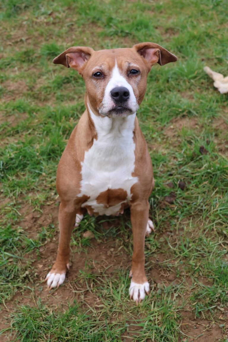 Nikita