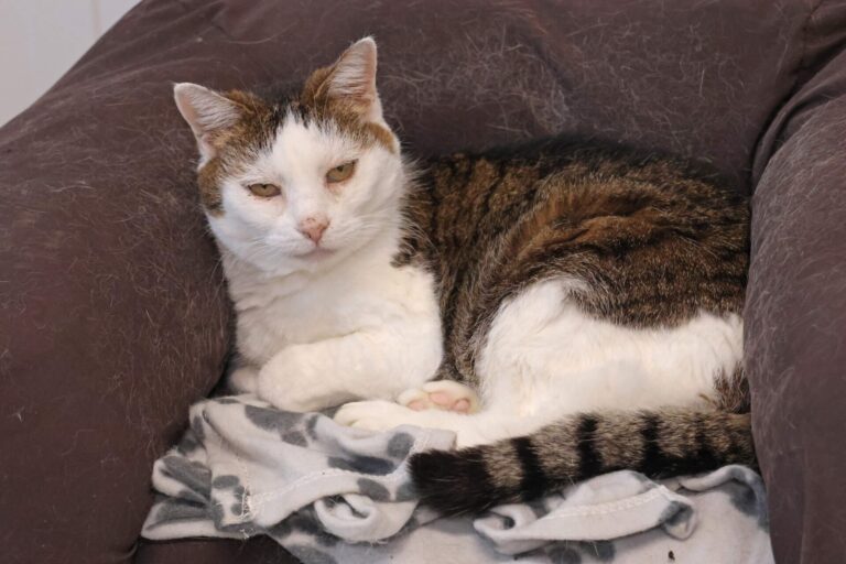 Olympe