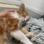 Fizz, photo 1 sur 2