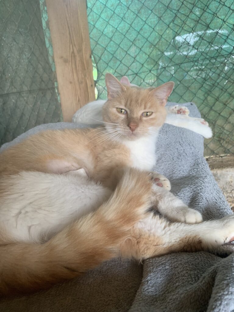 Bella