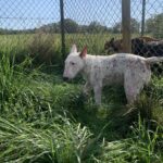 Kyara, photo 4 sur 5