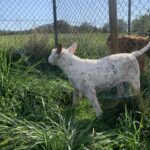 Kyara, photo 5 sur 5