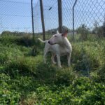 Kyara, photo 1 sur 5