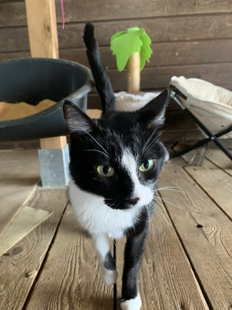 Minette