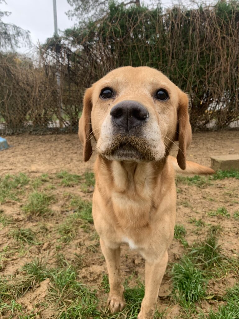 Buddy