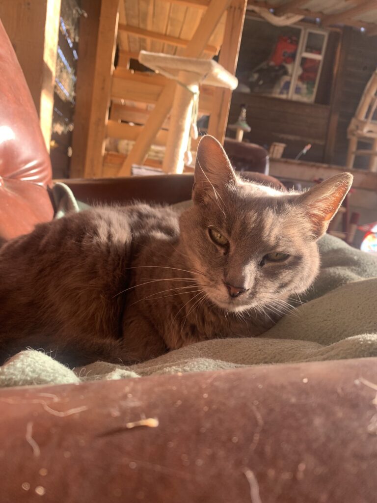 Myrtille