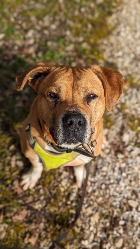 Baloo, photo 1 sur 11
