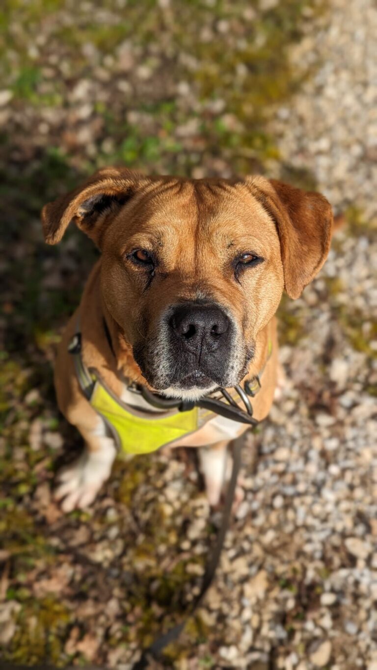 Baloo