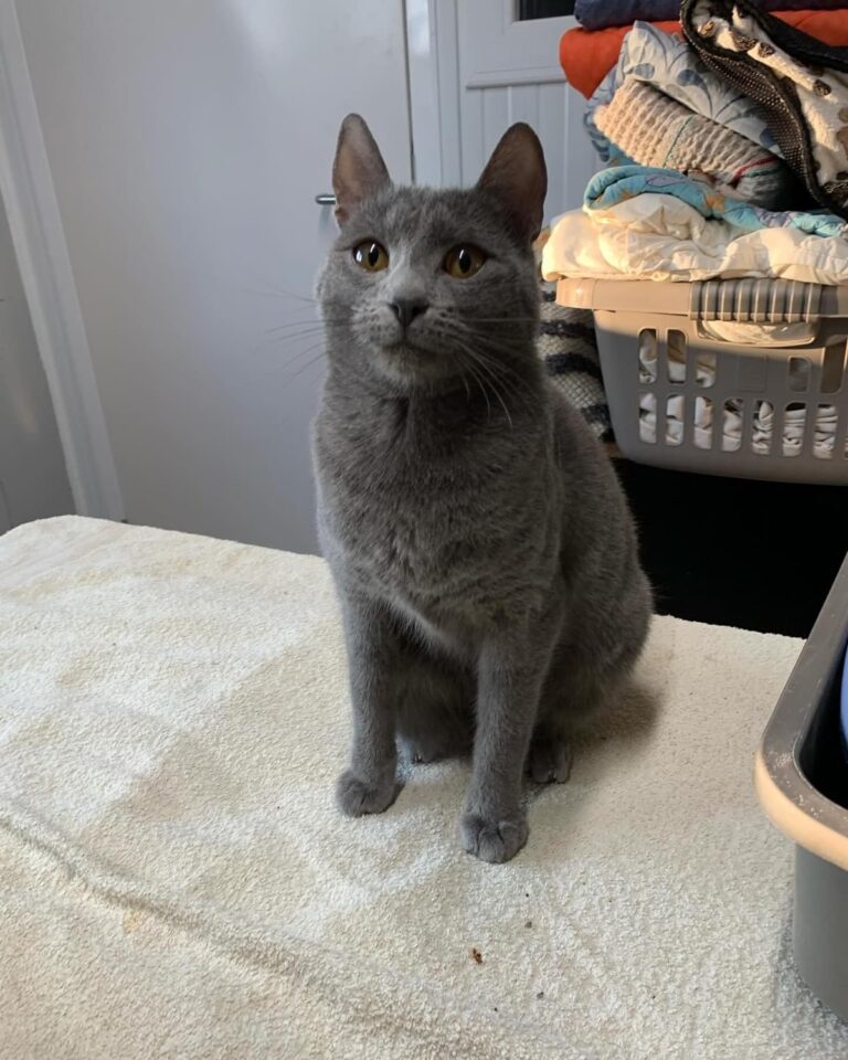 Penny