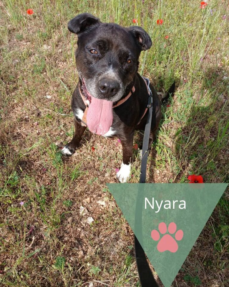 Nyara