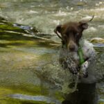 Albus, photo 2 sur 10