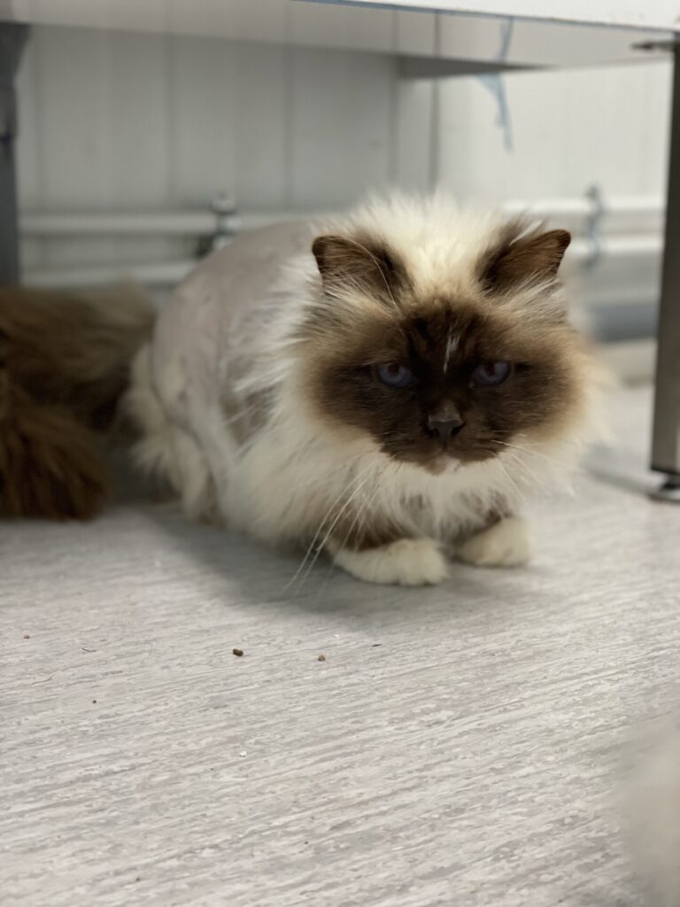 Maya