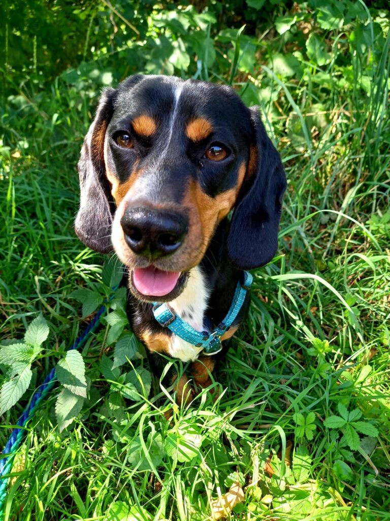 Arlo