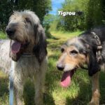 Tigrou, photo 5 sur 5