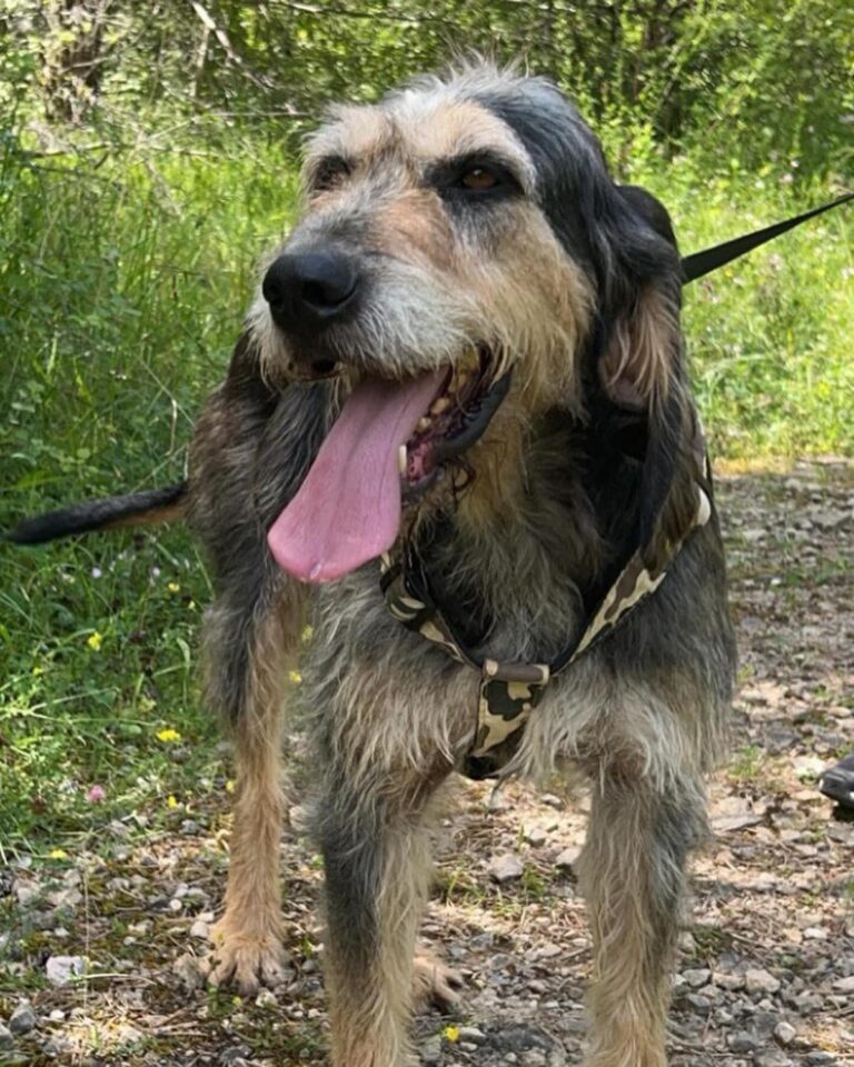 Tigrou