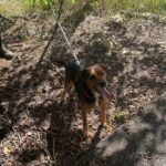 Diego, photo 1 sur 5