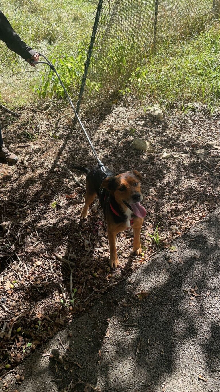 Diego