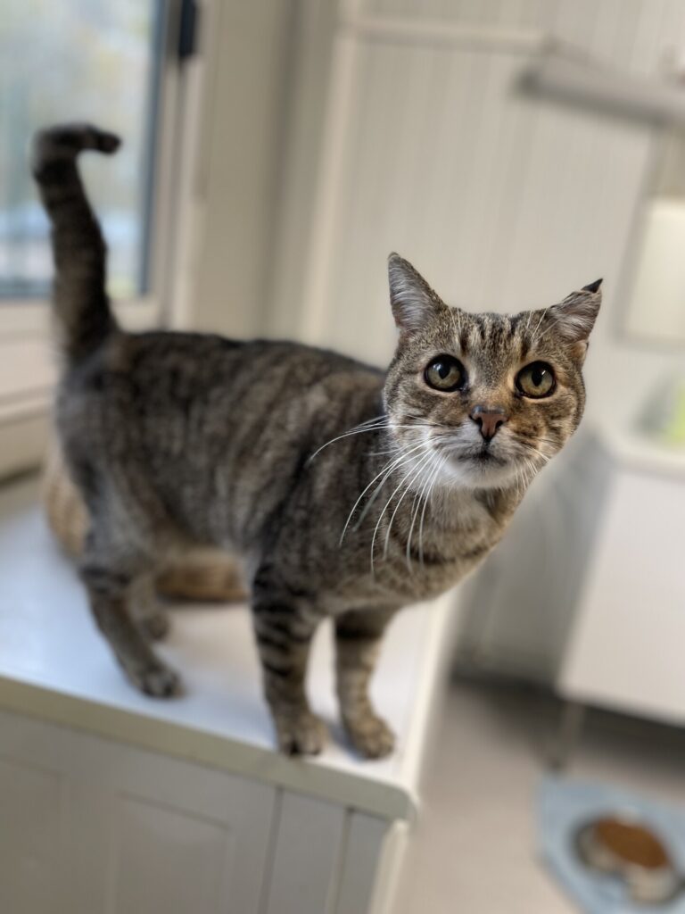 Rajah