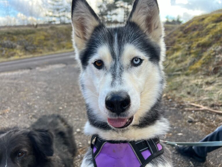 Nova