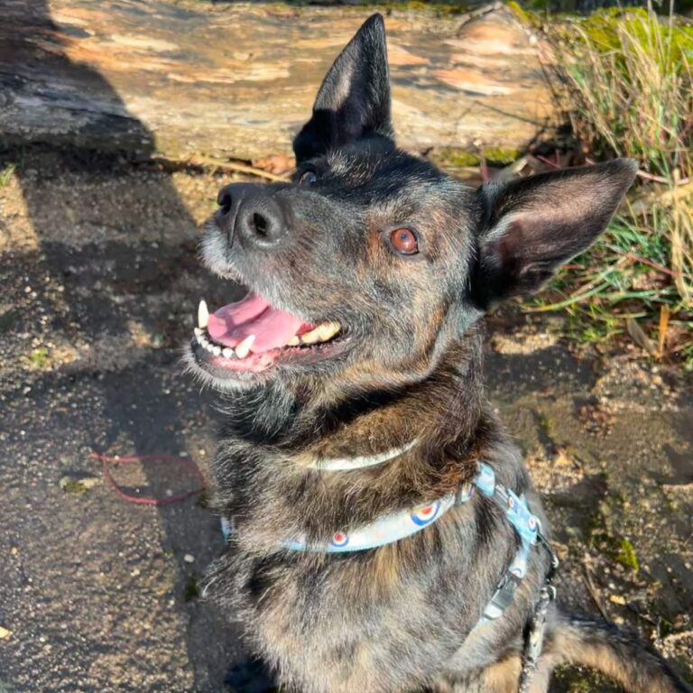 Mufasa