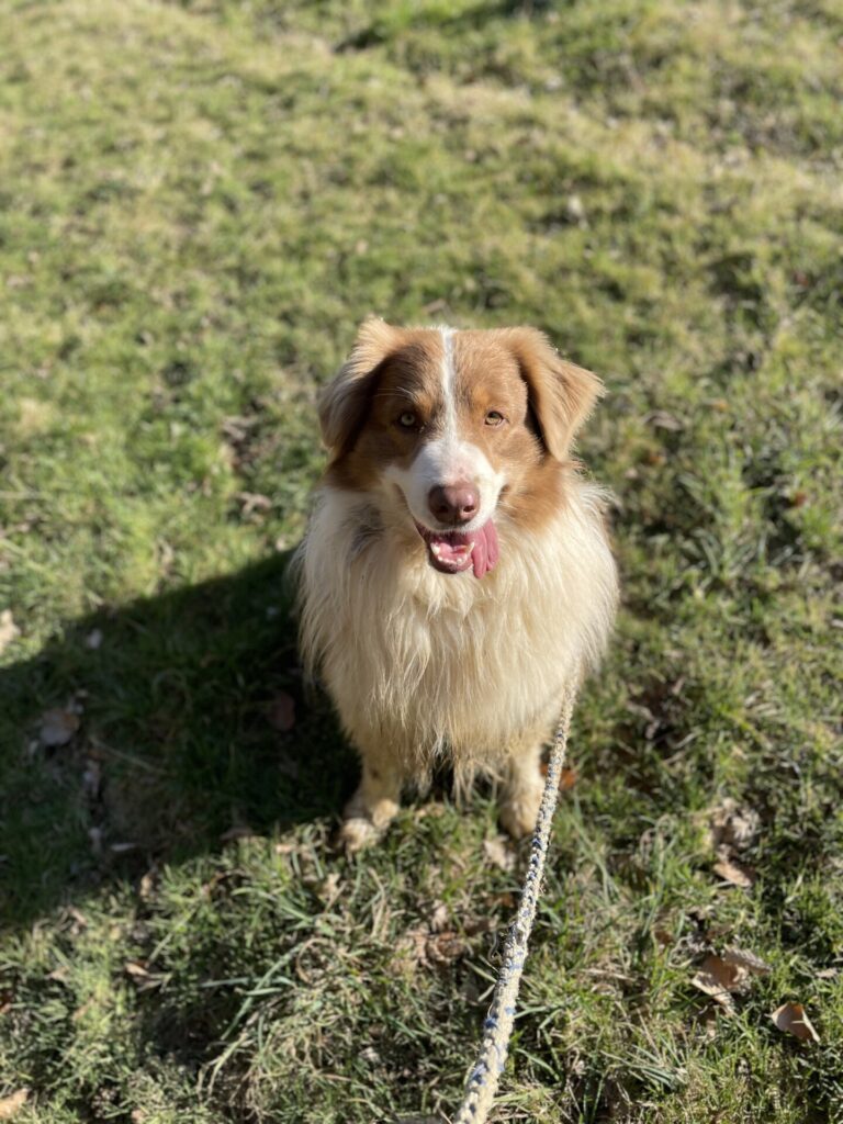 Simba
