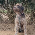 Paddy, photo 1 sur 5