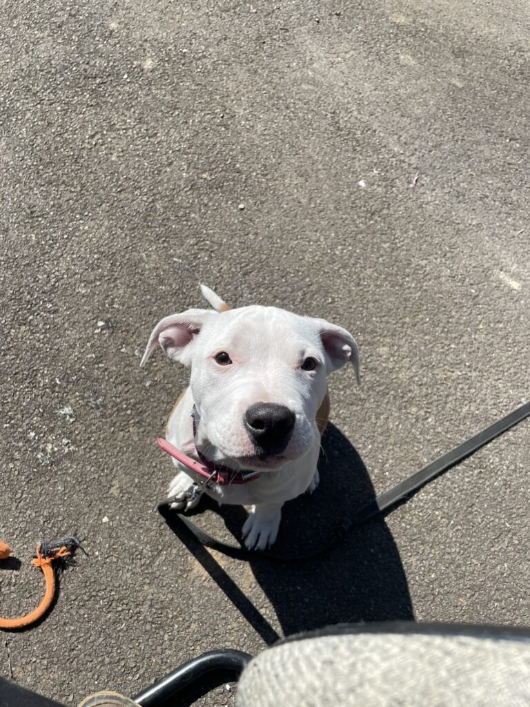 Ella