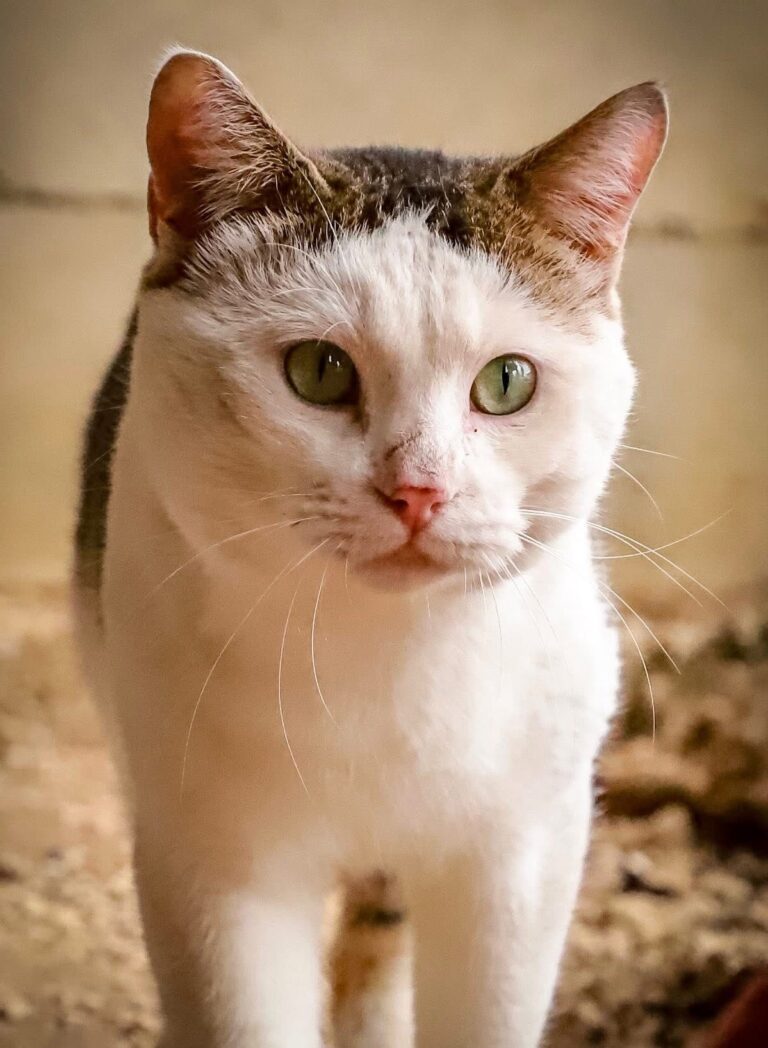 Pumba