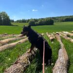 Rocky, photo 2 sur 3