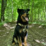 Rocky, photo 1 sur 3