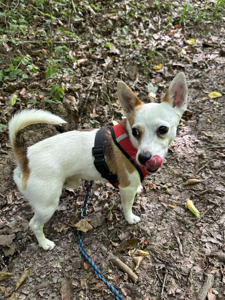 Moustik