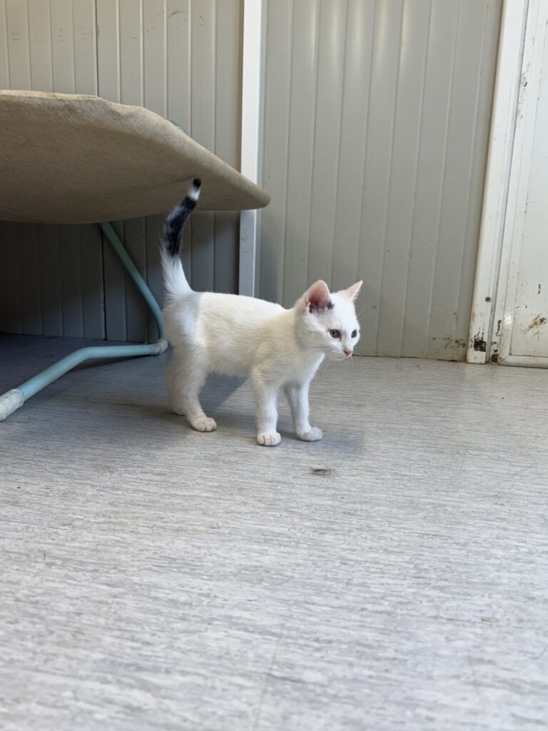 Vlad