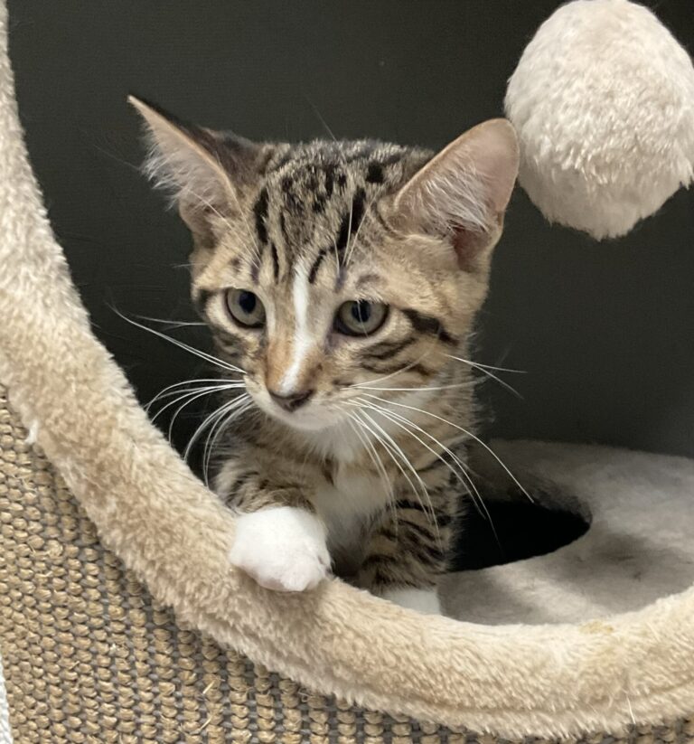 Fergus