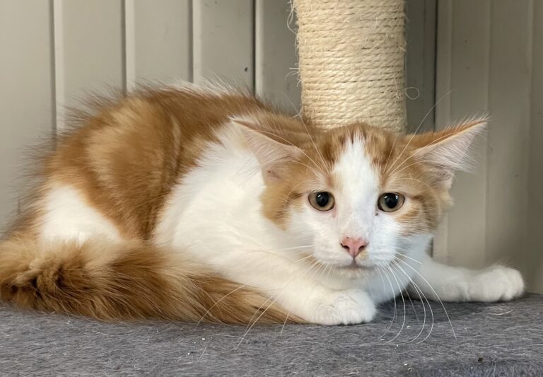 Meeko