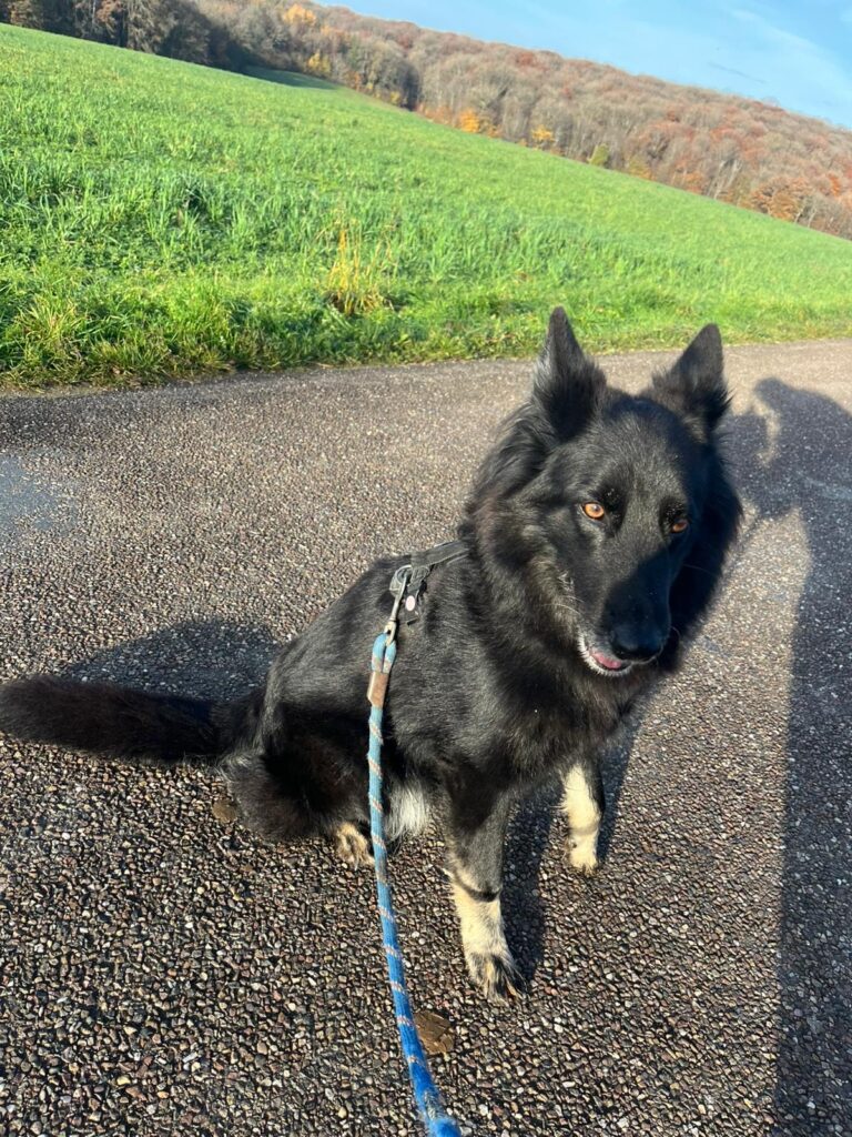 Myha